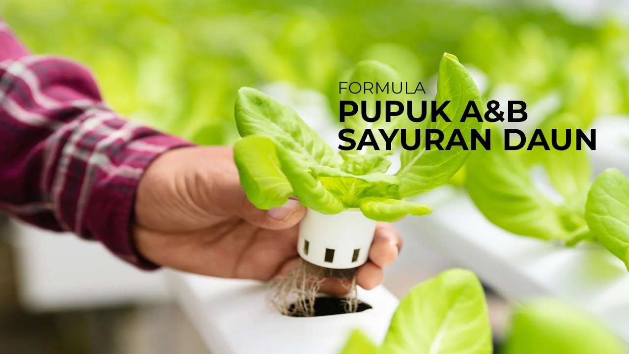 Formula Pupuk A & B Untuk Tanaman Sayur