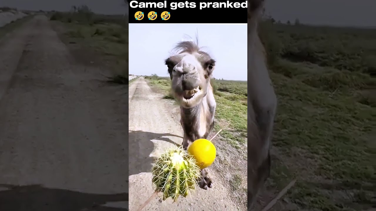camel gets pranked into eating a lemon🤣🤣  #lemon #camel #troll #prank #memes #funnyvideo #fyp #meme