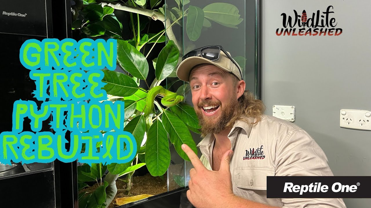Green tree python rebuild | Our reptile room transformation, first look!