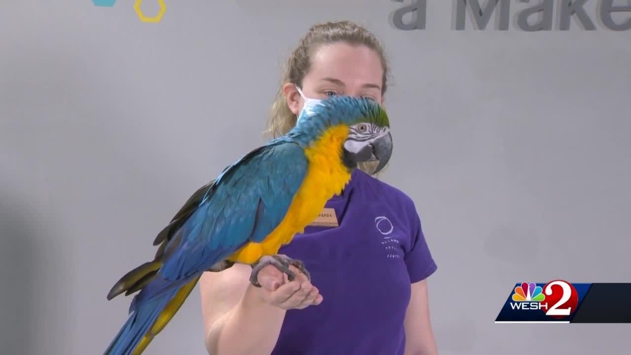 The Science of It: Learning about parrots