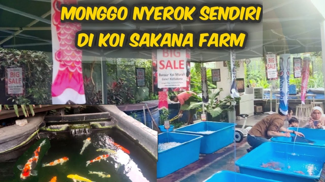 KOI SAKANA FARM Penjual Berbagai Jenis Ikan Koi - Ciputat Tangerang