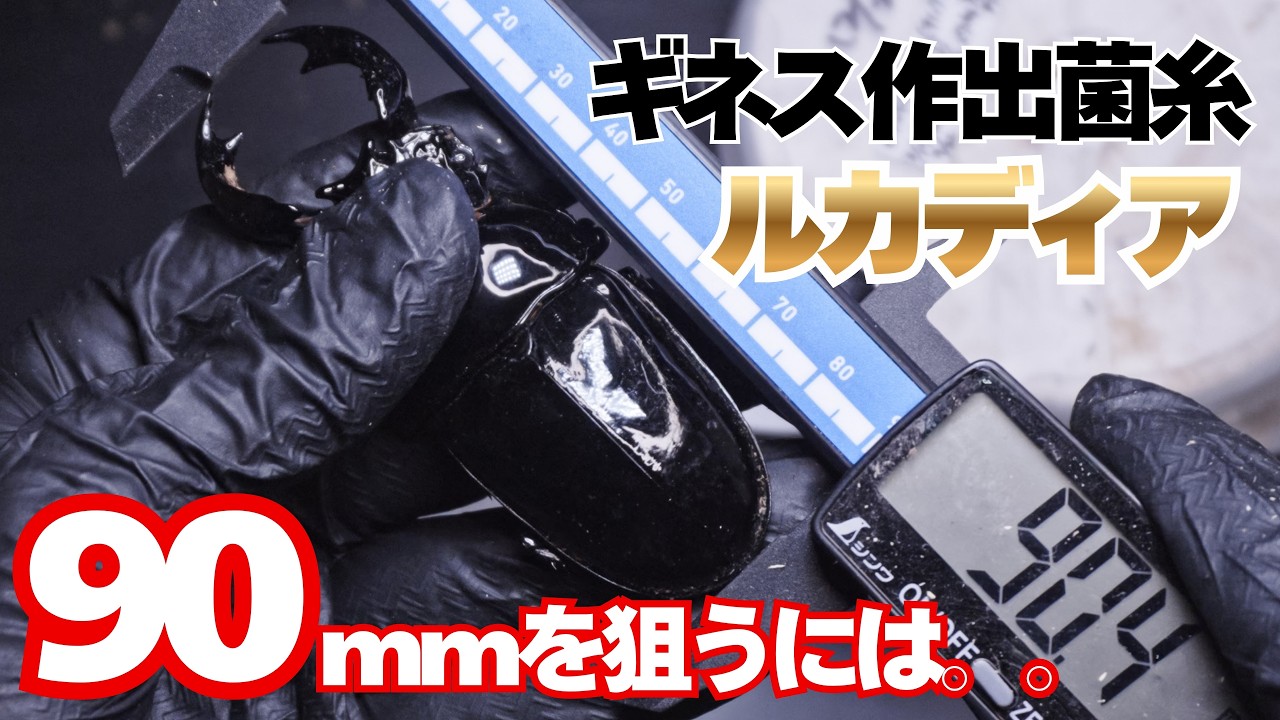 あなたもできる！90mmタランドゥスを作出するための菌糸ルカディアを仕込む。