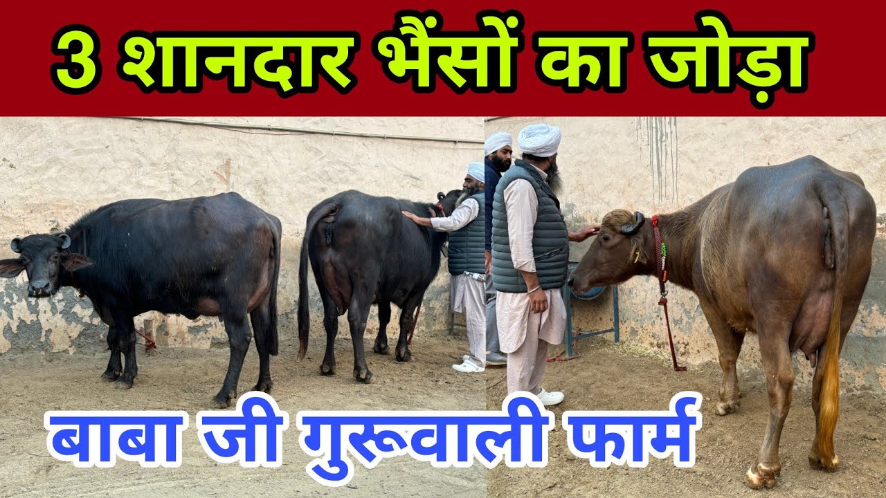 मशहूर बाबा जी गुरूवाली फार्म की शानदार 3 भैंसें - Super Duper Buffaloes - Guruwali Farm Amritsar