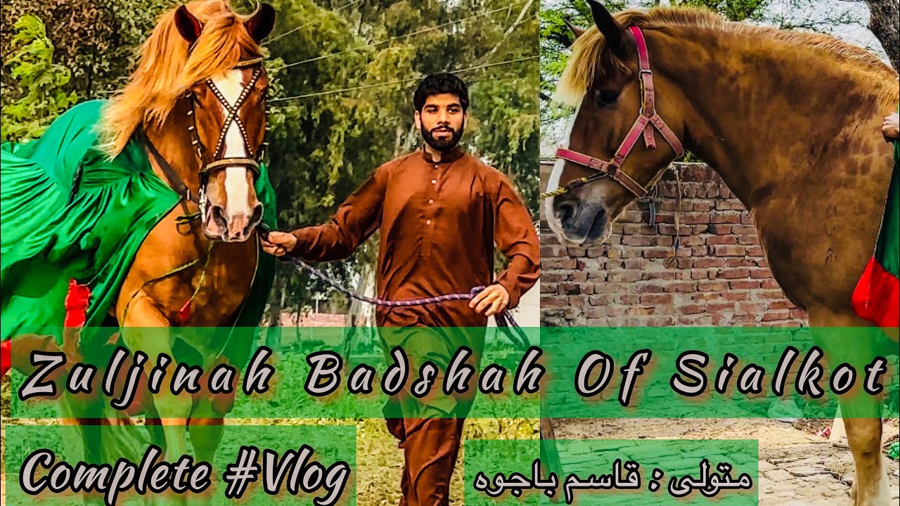 Zuljanah Badshah Phillora #sialkot | Horse of Imam Hussain As | Zuljanah #vlog 2023 #zuljanah #skt