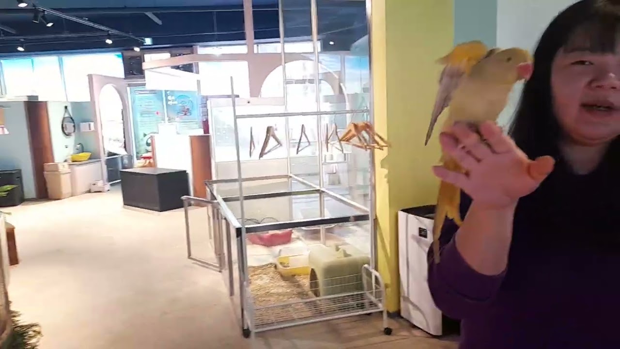 더방쥬 에 가다(ザ・バンジュに行こう)