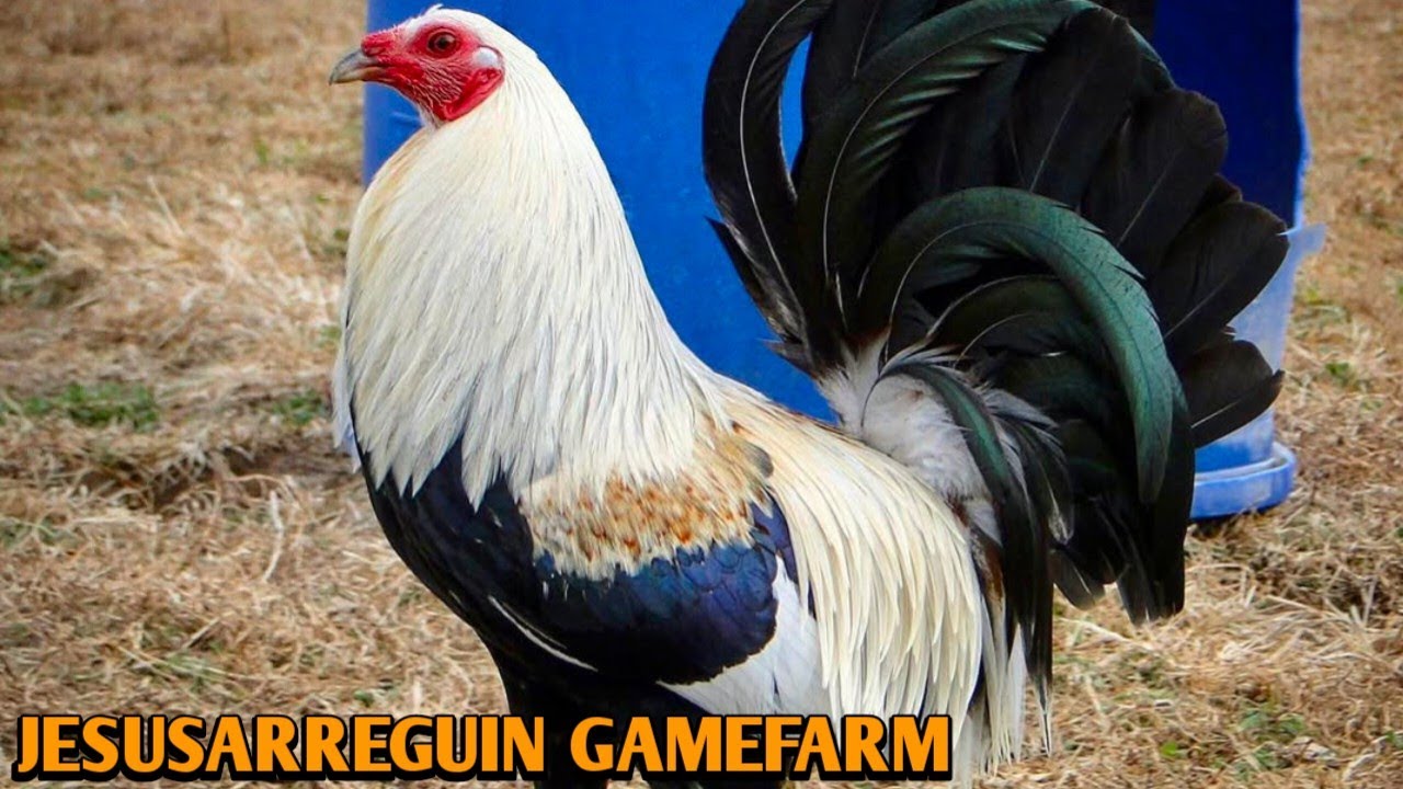 Grey Roundhead Kelso - JESUSARREGUIN FARM