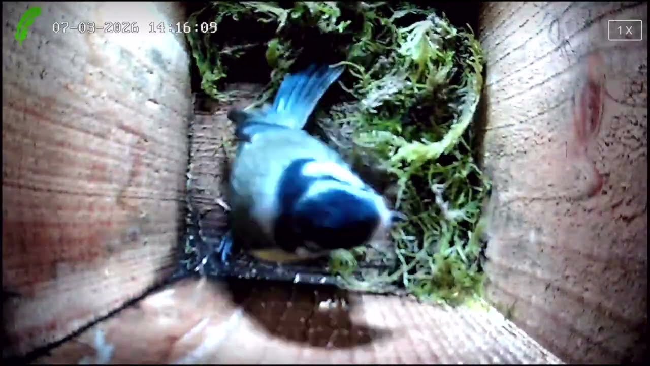 Bird Box Day 3: Blue Tit making a nest