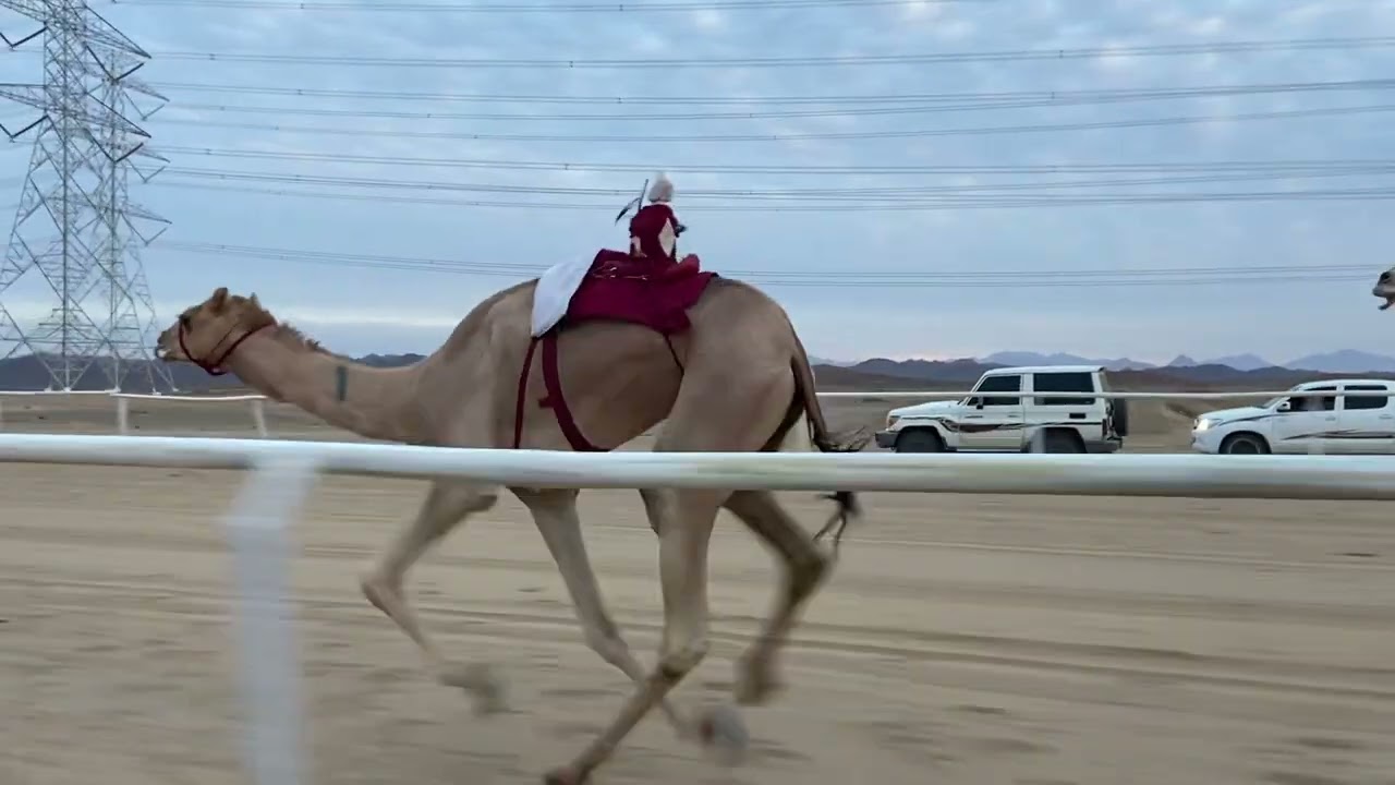 الشوط الاول جذاع مكس سياف احمد ابراهيم العقبي التوقيت 8/00