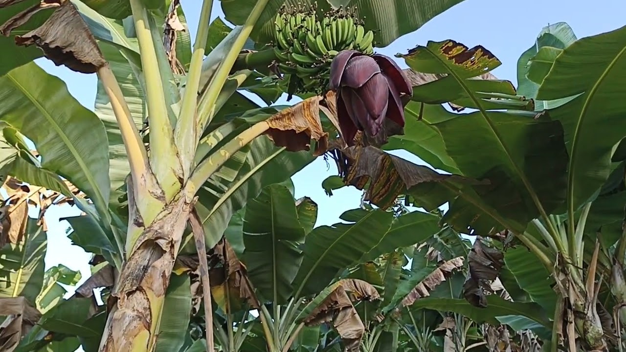 Banana Prata BRS Platina comparada a Banana Prata Gorutuba - Mimoso do Sul E.S.
