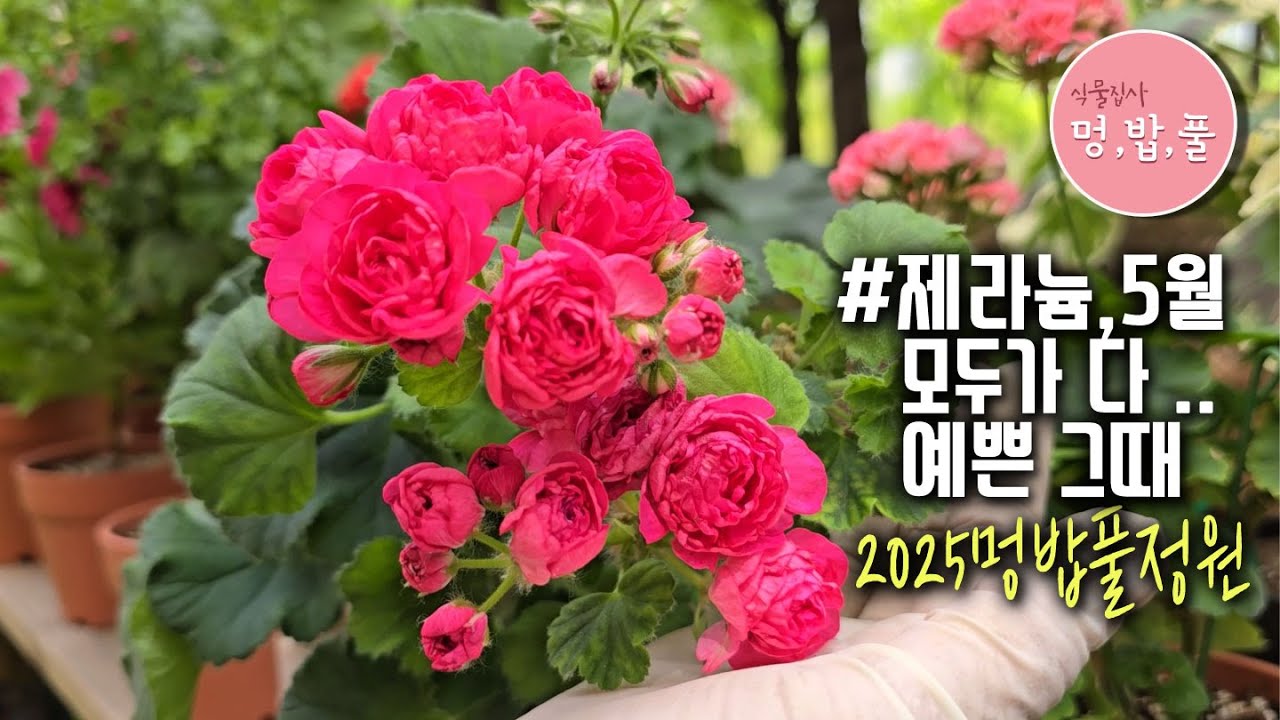 제라늄,5월의 멍밥풀정원 꽃(2) #송오브골초바 #파니발렙스카 #다이너스티다지 #심세뇨리따 #라즈베리서프라이즈 #유니콘썬빔AQ #SE카르디날 #정바람의화원 #러블리앤