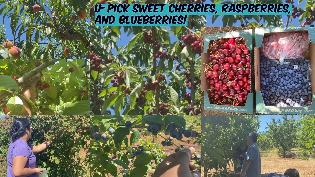 OREGON U-Pick Cherry, Blueberry and Raspberry!!!