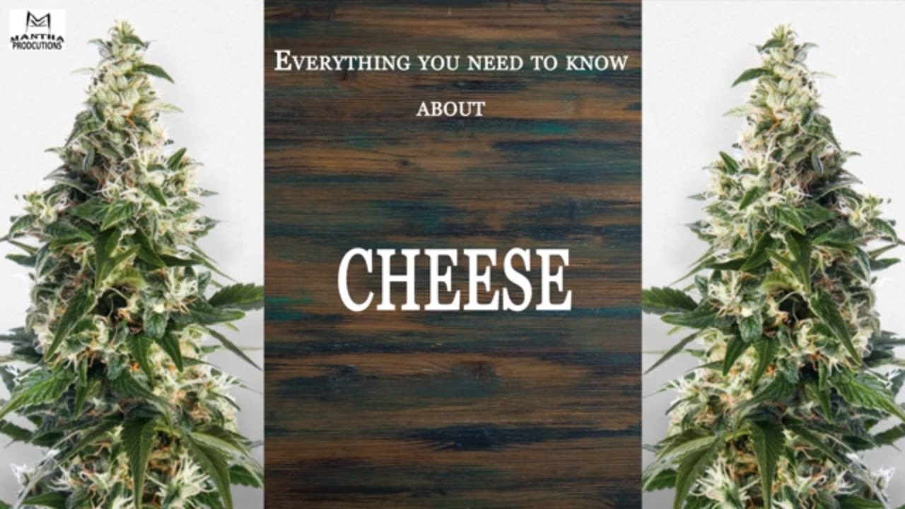 Cheese | Best Buds Strain Spotlight