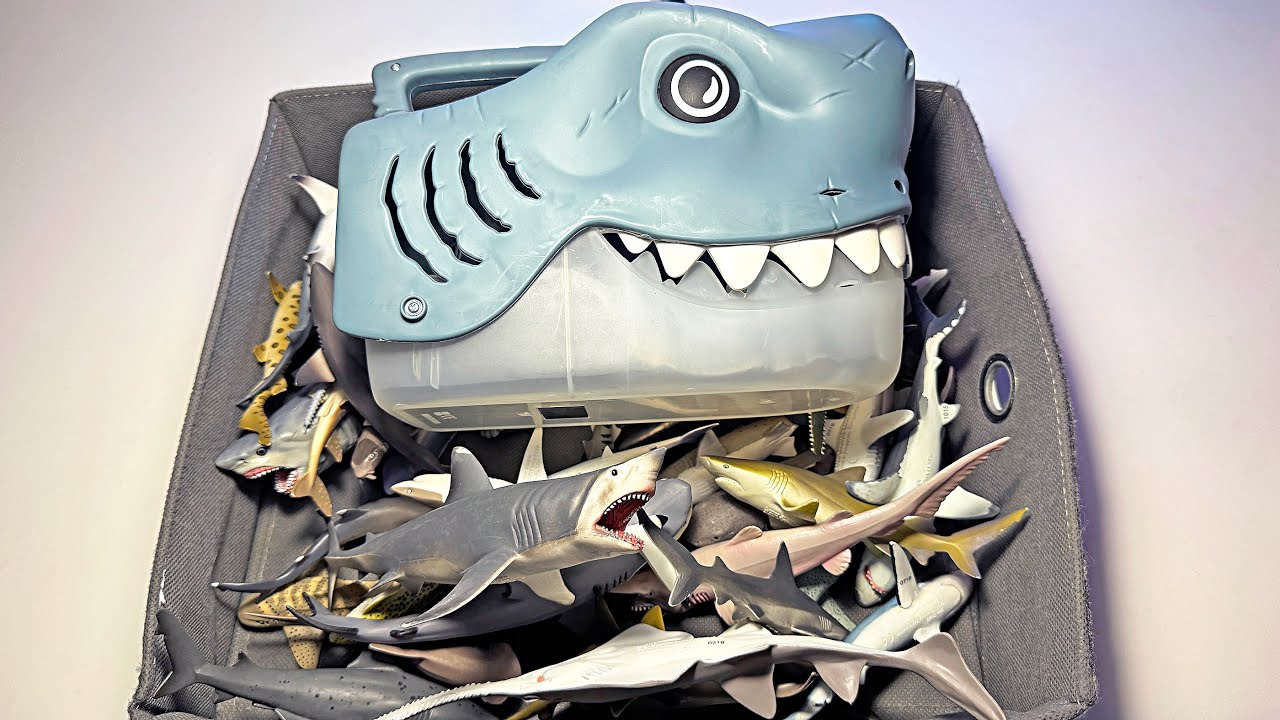 Shark Toys for Kids - Learn Sea Animal Names - Great White Shark, Hammerhead, Mako Shark, Basking