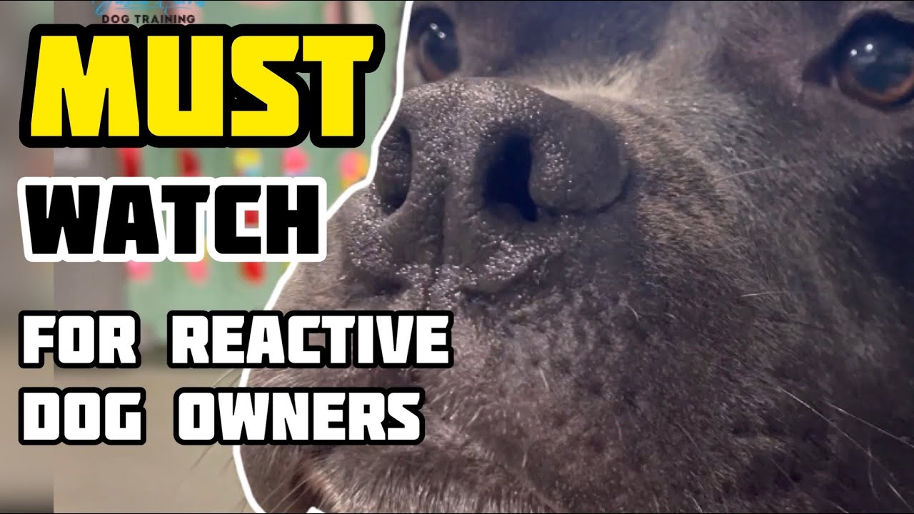 MUST WATCH for reactive dog owners #dog #dogtraining