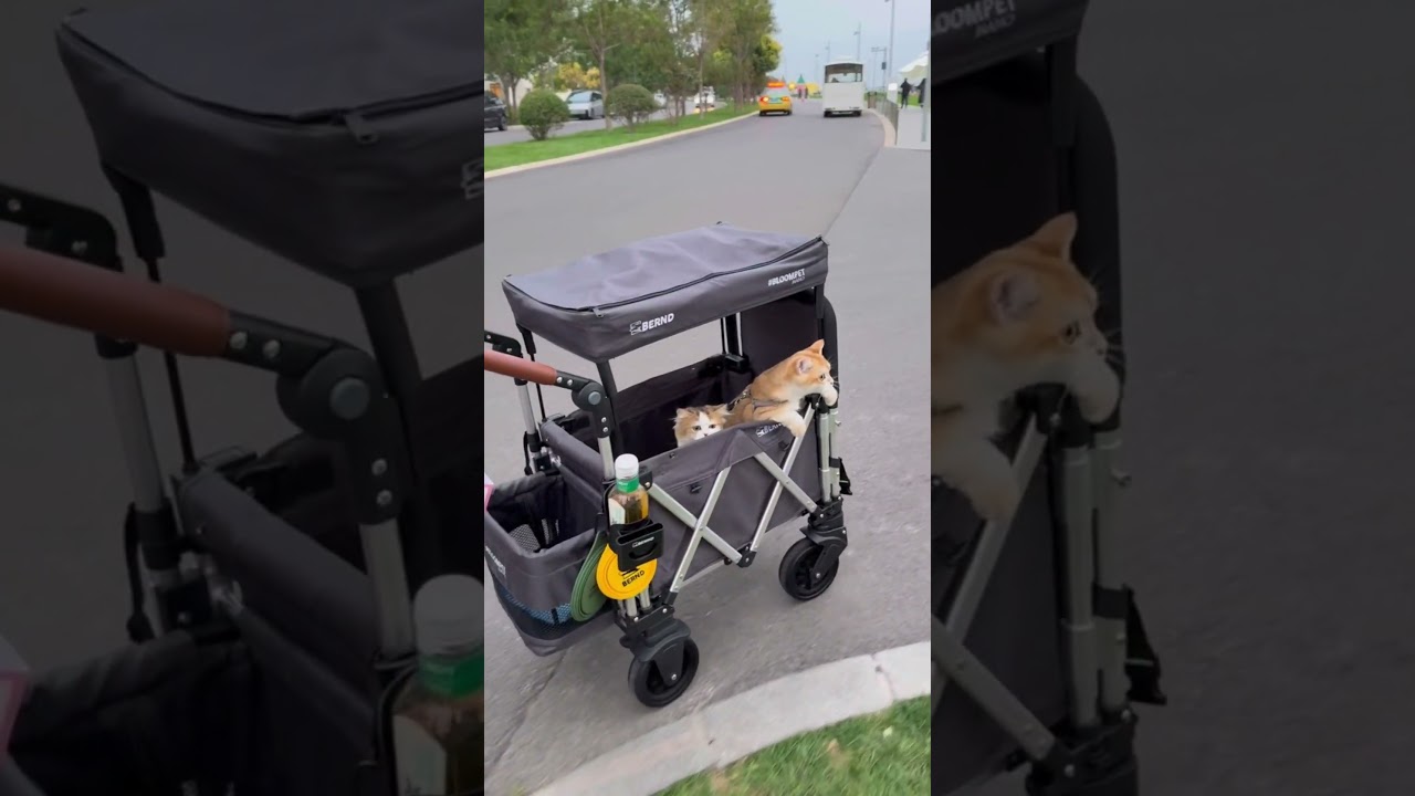 Luxury Outdoor Foldable Large Dog Stroller🤗 #dogstroller #pets #puppy