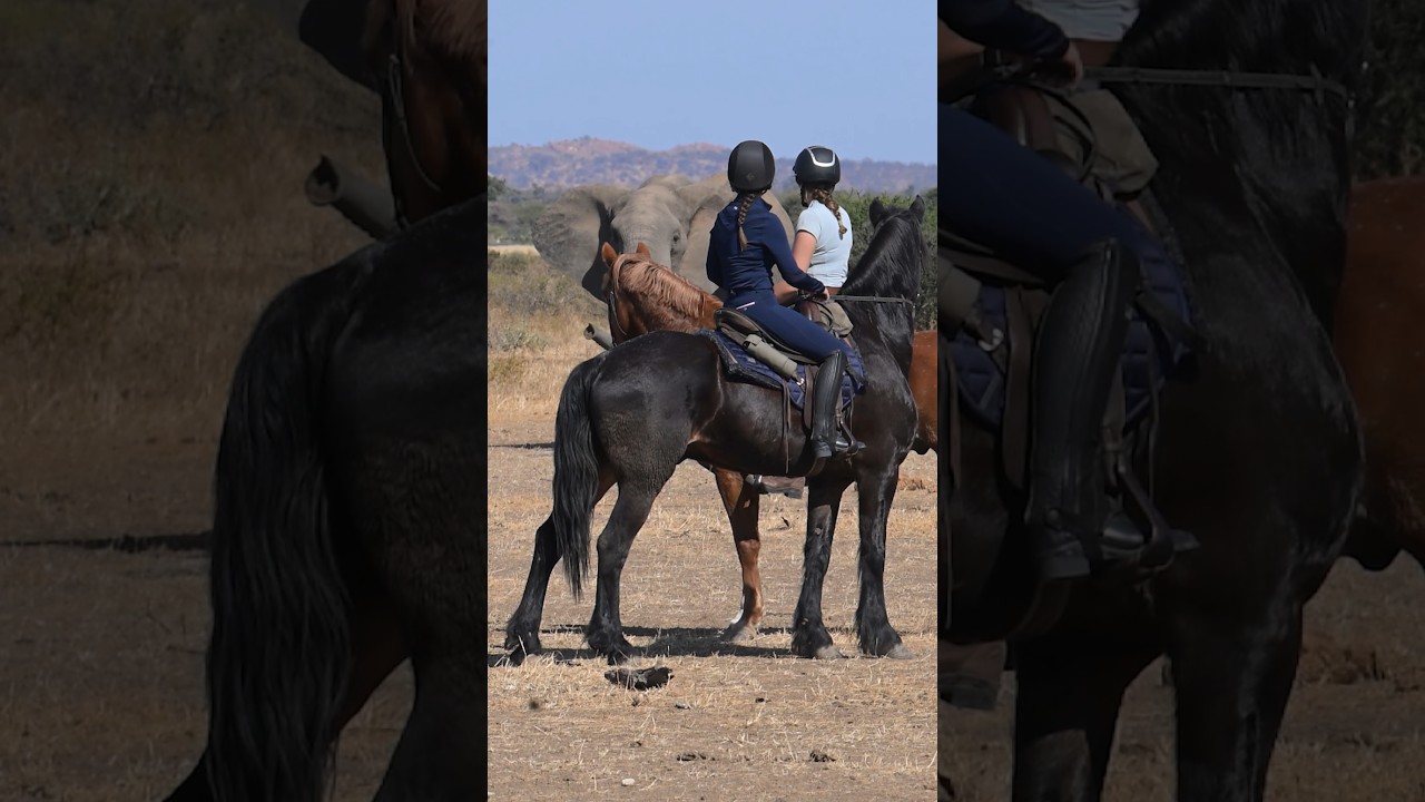 Horse riding with elephant on safari in Botswana - Epic 8 day experience. #horses #horseride