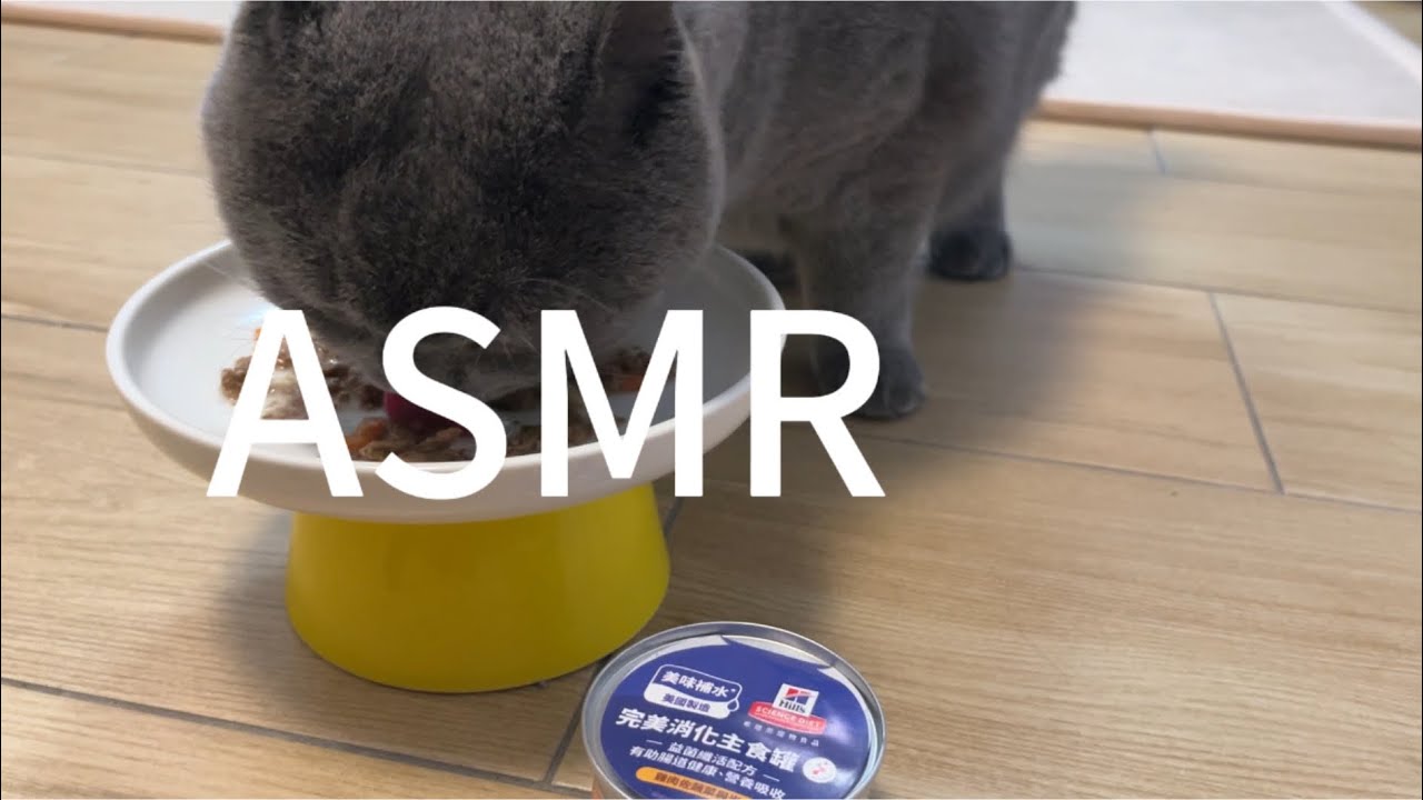 [ASMR] The sound o of eating cat food#cat #eating #asmr