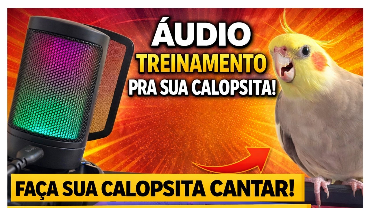 AUDIO PARA ENSINAR CALOPSITA A CANTAR SONS REAIS OS MAIS FOFOS ASSOBIOS PARA CALOPSITA APRENDER