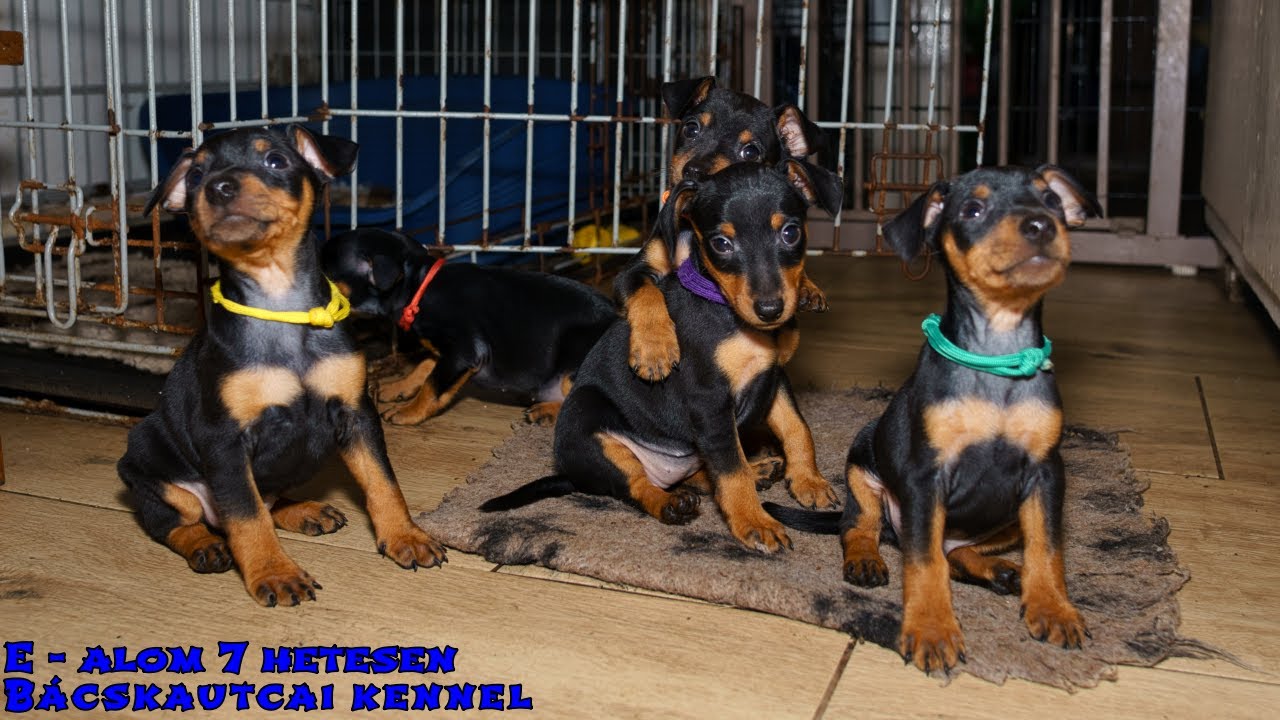 E  - alom törpe pinscher 7 hetesen