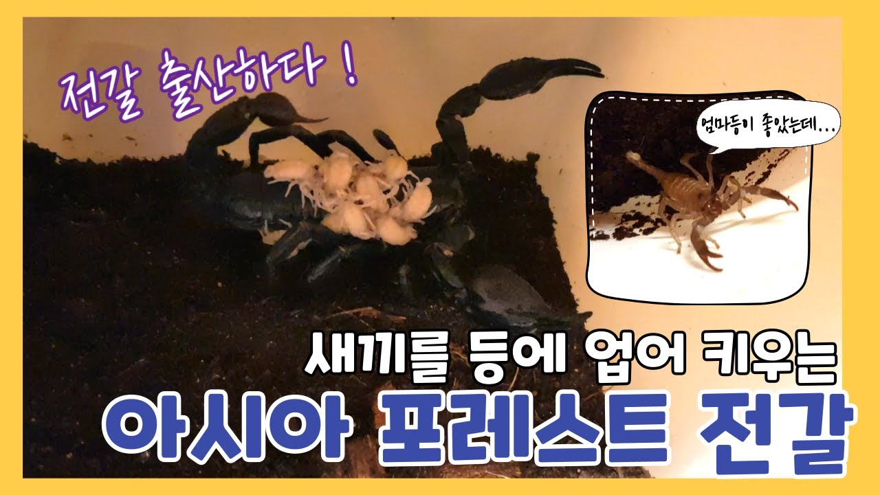 새끼를 등에 업어 키우는 아시아 포레스트전갈(Asian forest scorpion/Scorpling)