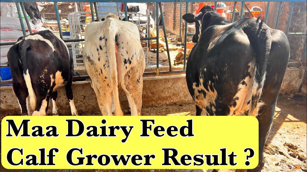 Maa Dairy Feed Calf Grower Result ? #ejjukibusinessideas #ejjudairyfarm #cow #dairyfarmbihar 