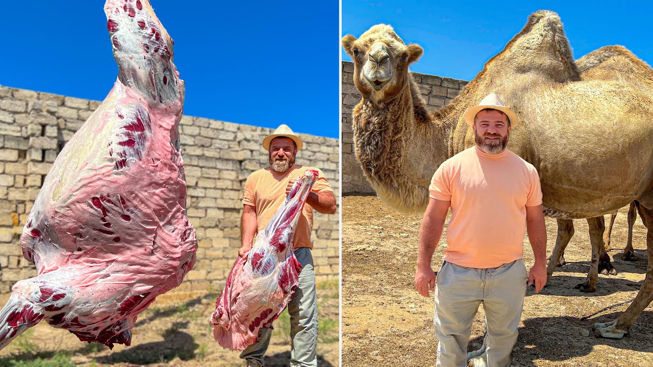Cięcie całego wielbłąda 700kg! Największe danie na świecie