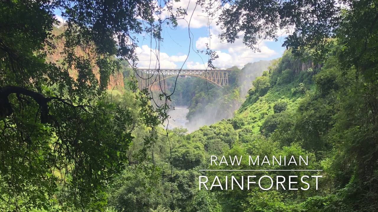 Rainforest - RAW MANIAN