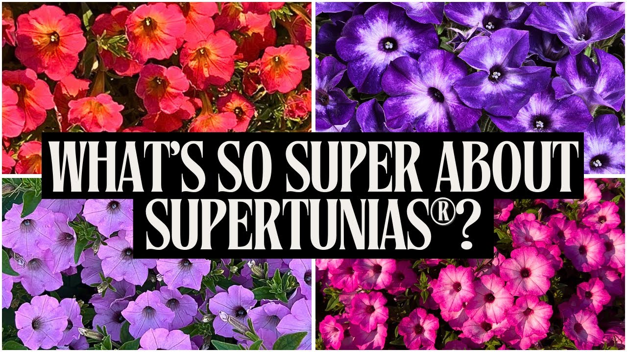 Spectacular Supertunia® Tour | July 2025