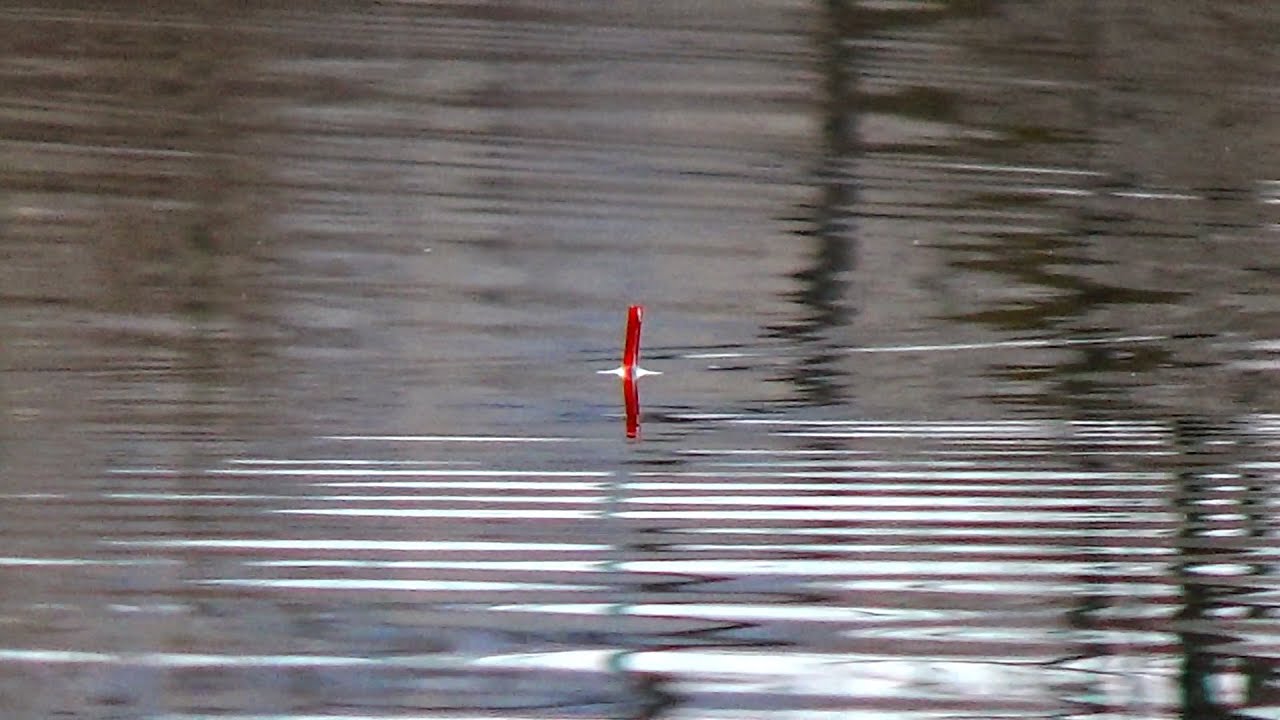 Pescuit la PLUTA pe lac SALBATIC primavara in apropierea Raului JIU - Martie 2020 (ENG SUB)