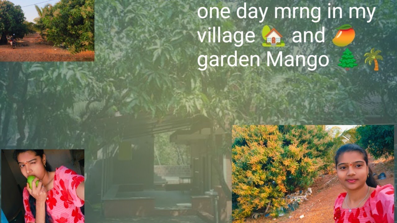  mango garden 