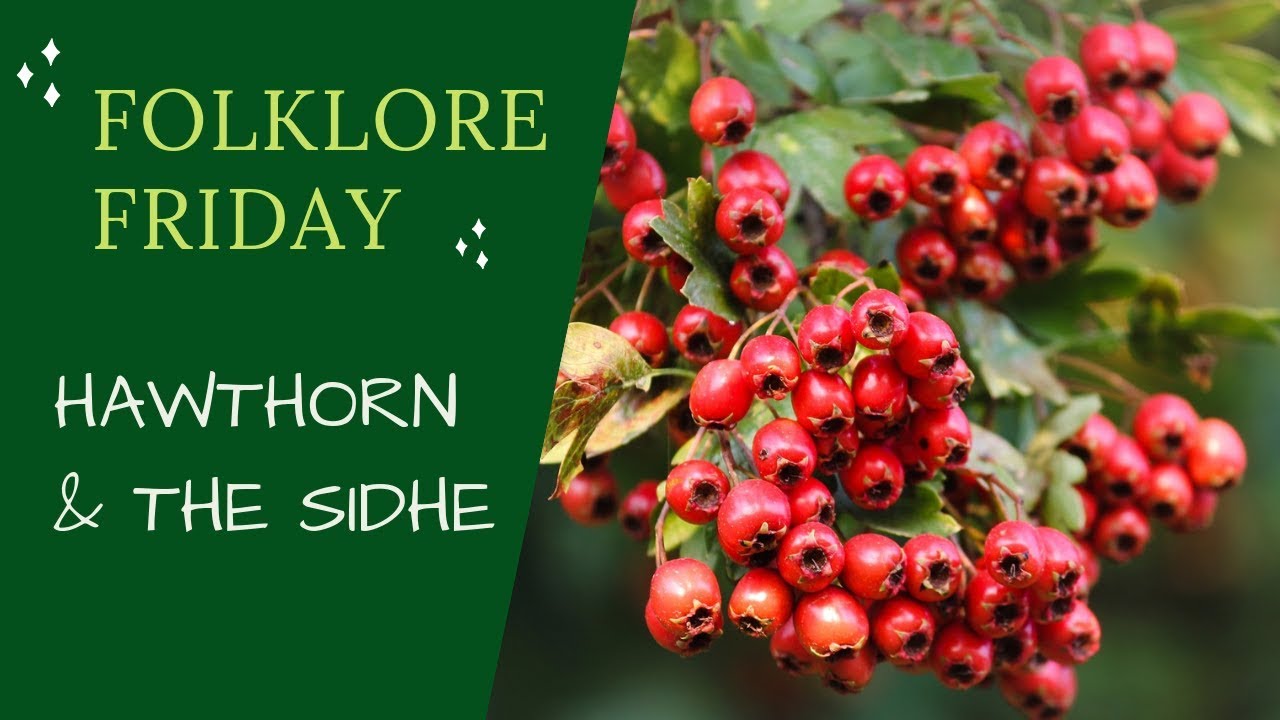 Magical Trees - Hawthorn in Irish Folklore... but Actually About Fairies
