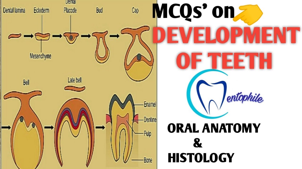 MCQs on Development of Tooth || Oral anatomy & histology || Dentophile