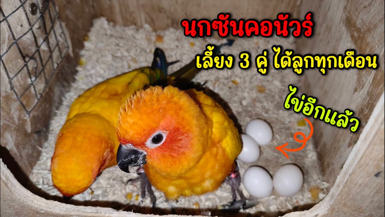 นกซันคอนัวร์ เลี้ยง 3 คู่ ได้ลูกทุกเดือน เอาซิ