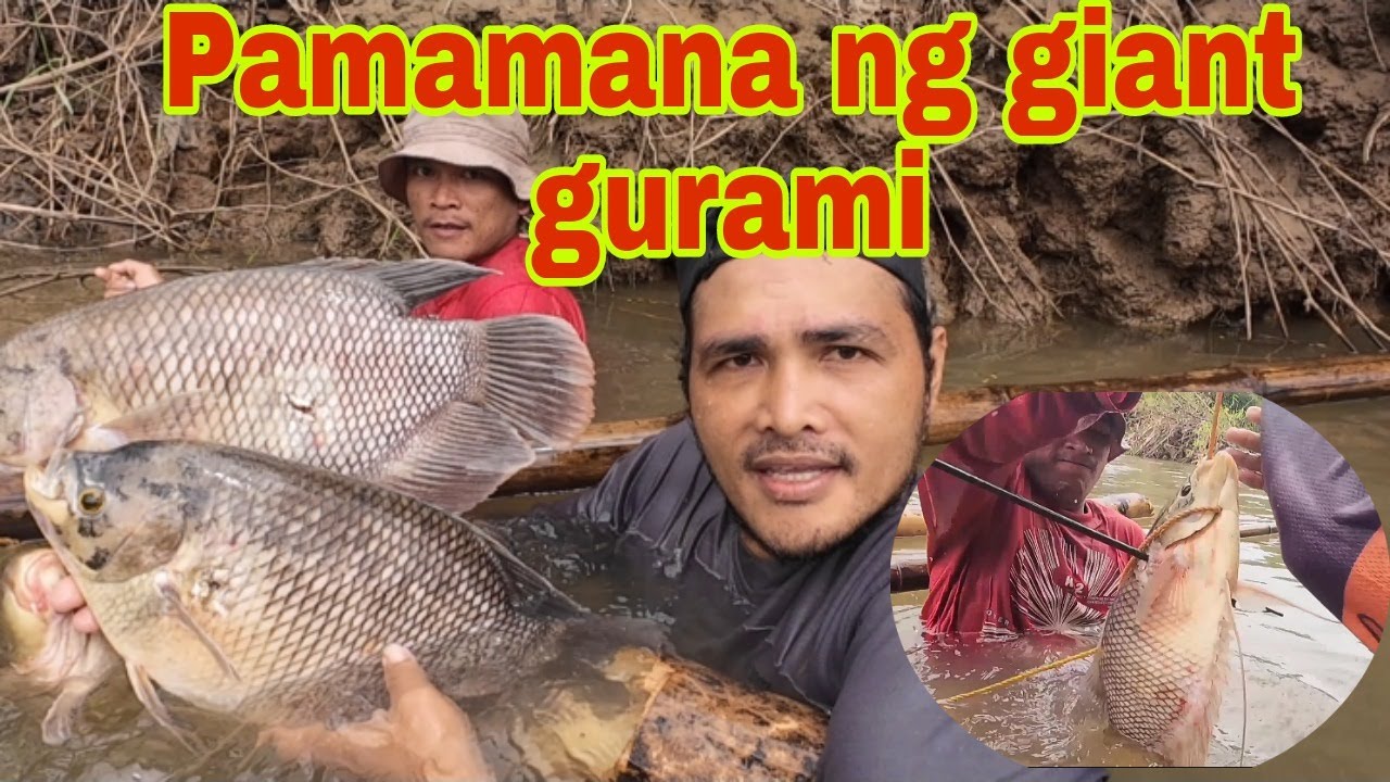 PAMAMANA NG GIANT GOURAMI