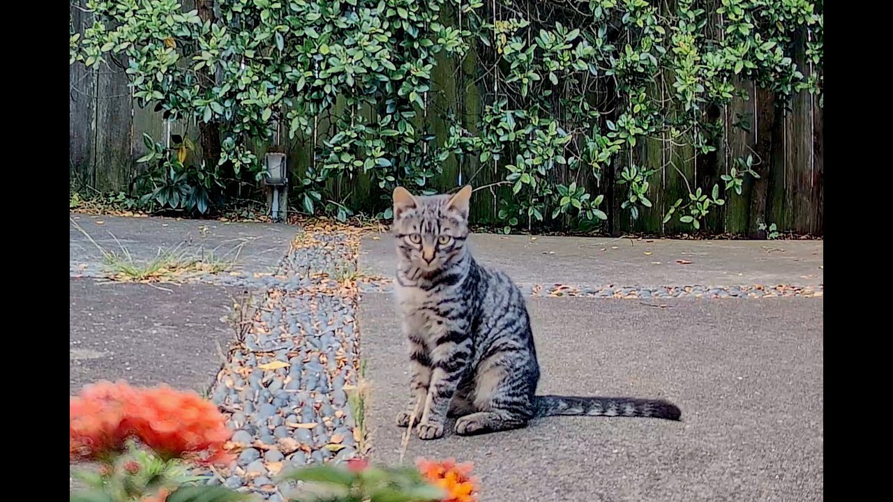 Playful young cat has so much energy!