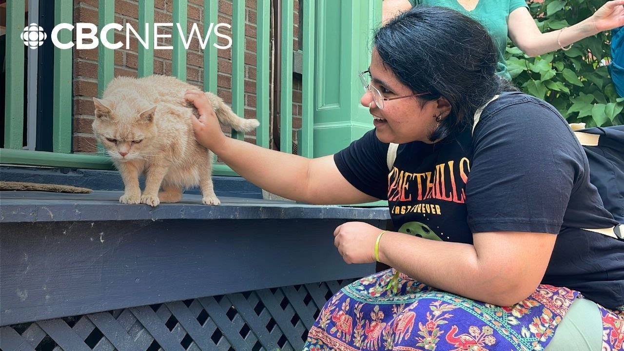 Meet some of Montreal's cats on this walking tour