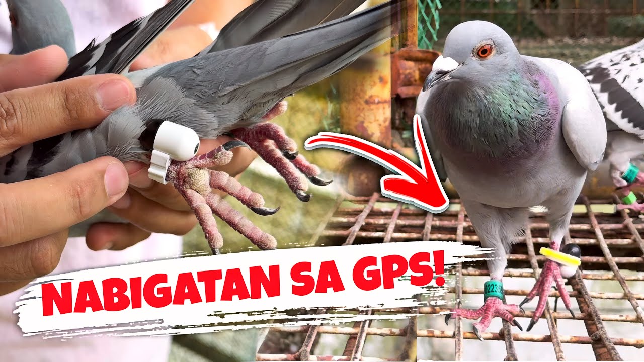 1ST LAP PA LANG UBUSAN NG KALAPATI AGAD