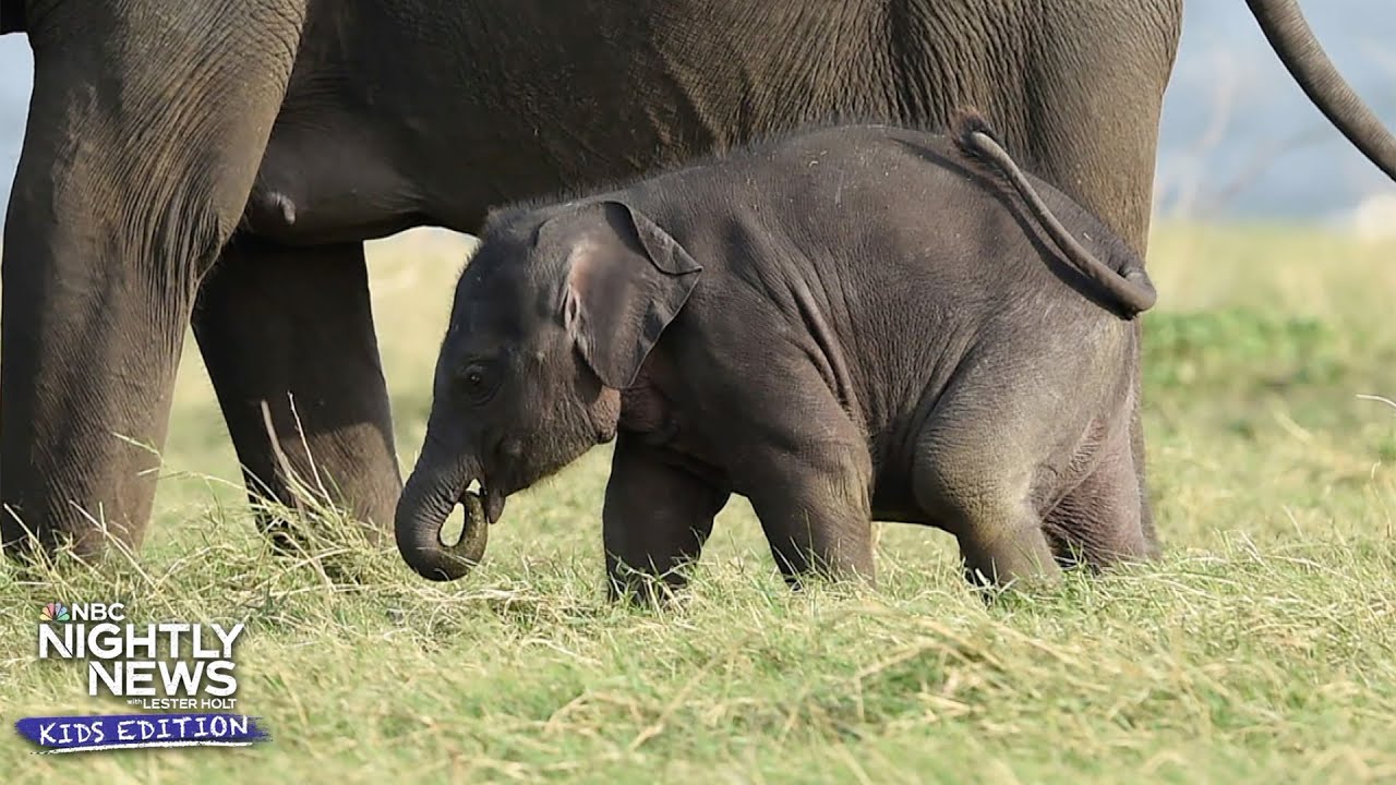 Houston Zoo administered a 'groundbreaking' vaccine to an elephant | Nightly News: Kids Edition