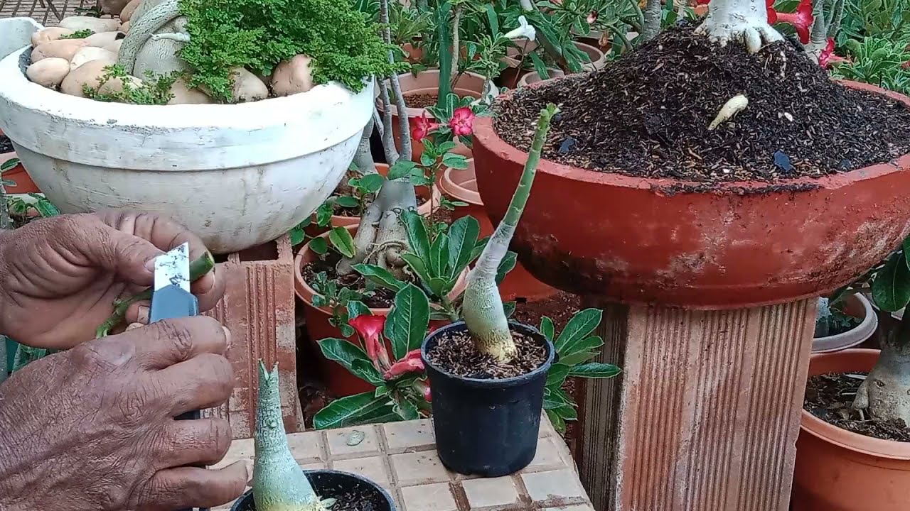 Adenium V grafting and inverted V grafting - Part - 1