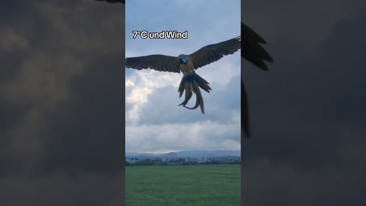 Papageien fliegen bei 7&deg;C und Wind ❤️ #shorts #papageien #papagei #parrot #happy #parrots #freefly