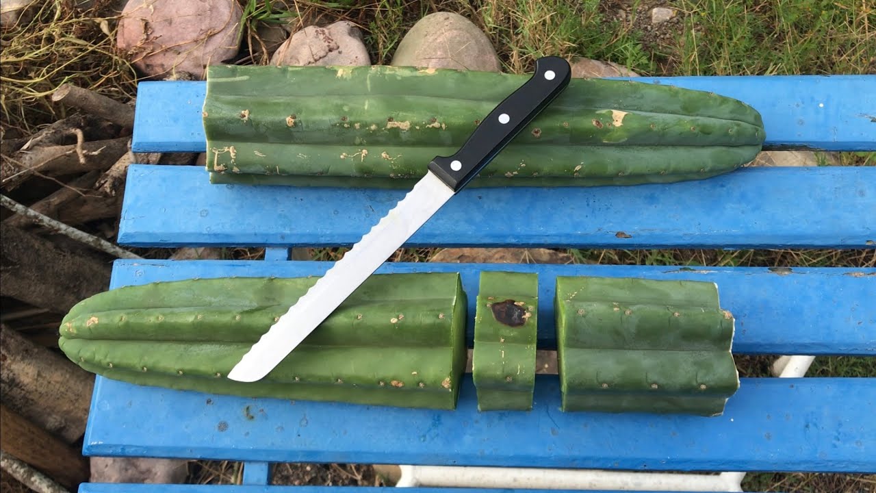 Apareció una MANCHA NEGRA en mi CACTUS ¿Qué hago?