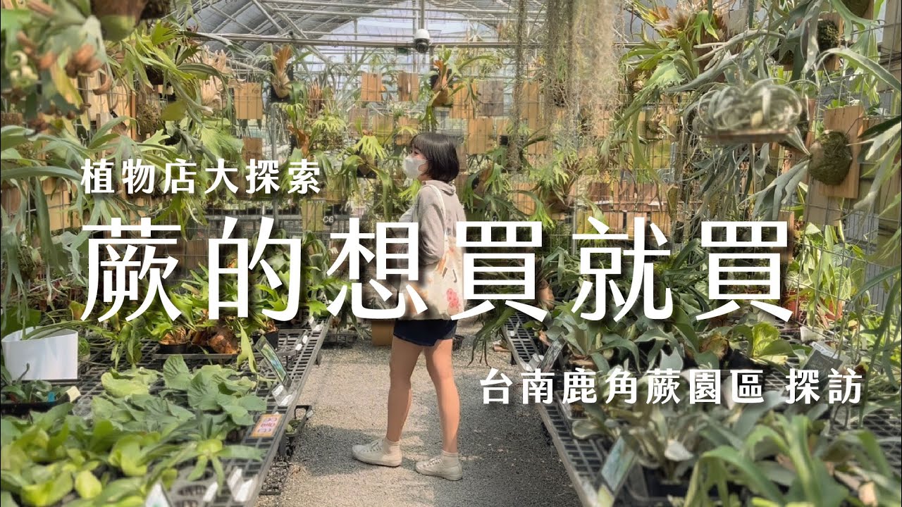 台南蕨的想買就買各式絕美鹿角蕨開箱，順便一起來學拆側芽及上板吧！