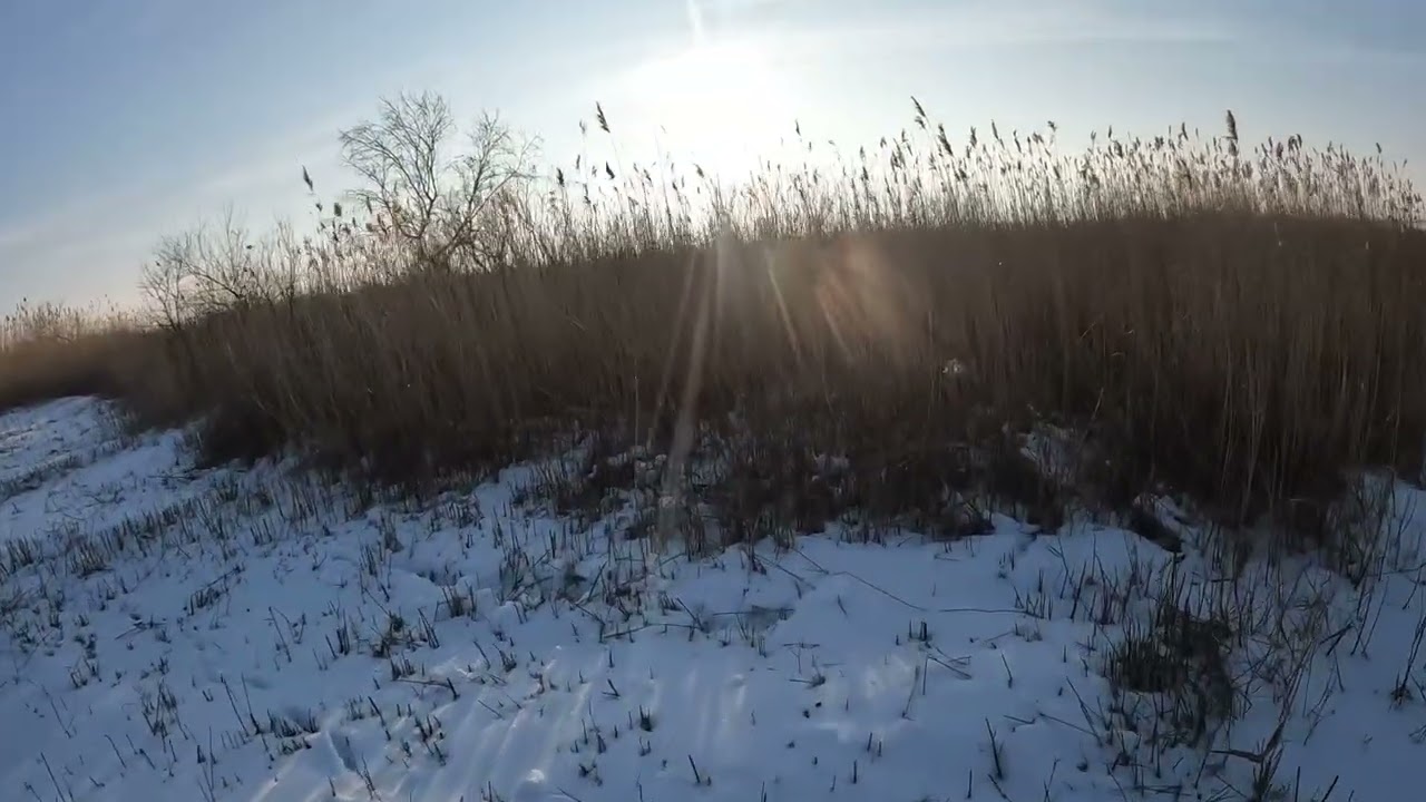 Відміна праця естонської гончої Ярдулі👍вигнала хижака на мене 😊дуже хитрий звір