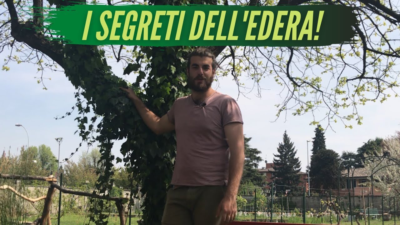 EDERA e ALBERI: convivenza possibile?