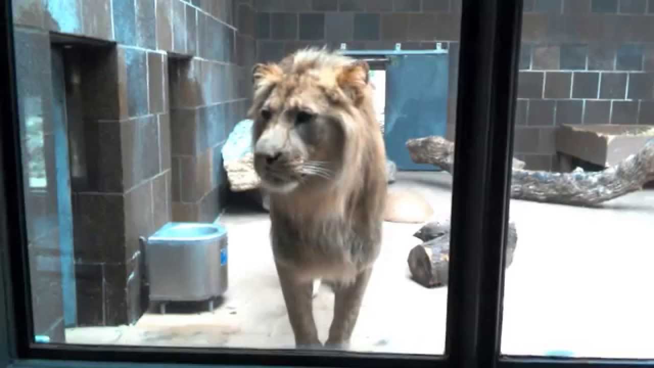 Young Male African  Lion at Omaha Zoo Jumps at Glass