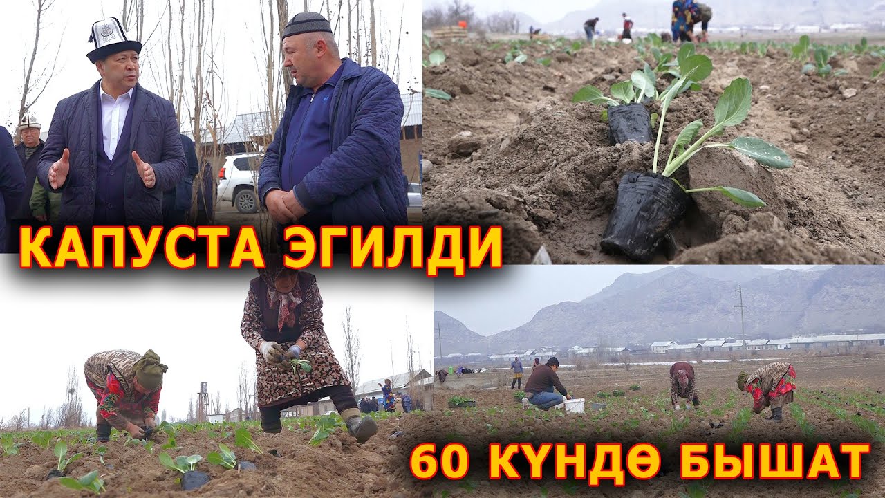 БУЛ КАПУСТАНЫ РОССИЯ-КАЗАКСТАНДЫКТАР ИЗДЕП КЕЛИШЕТ