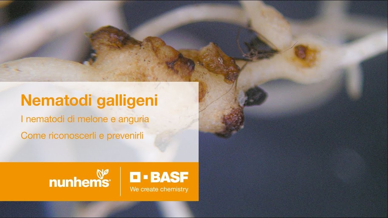Nematodi galligeni: i nematodi di melone e anguria