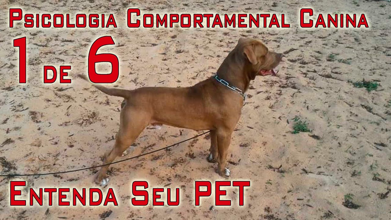 Adestramento, Tudo que Você Precisa Saber Sobre Comportamento Canino - Psicologia Canina