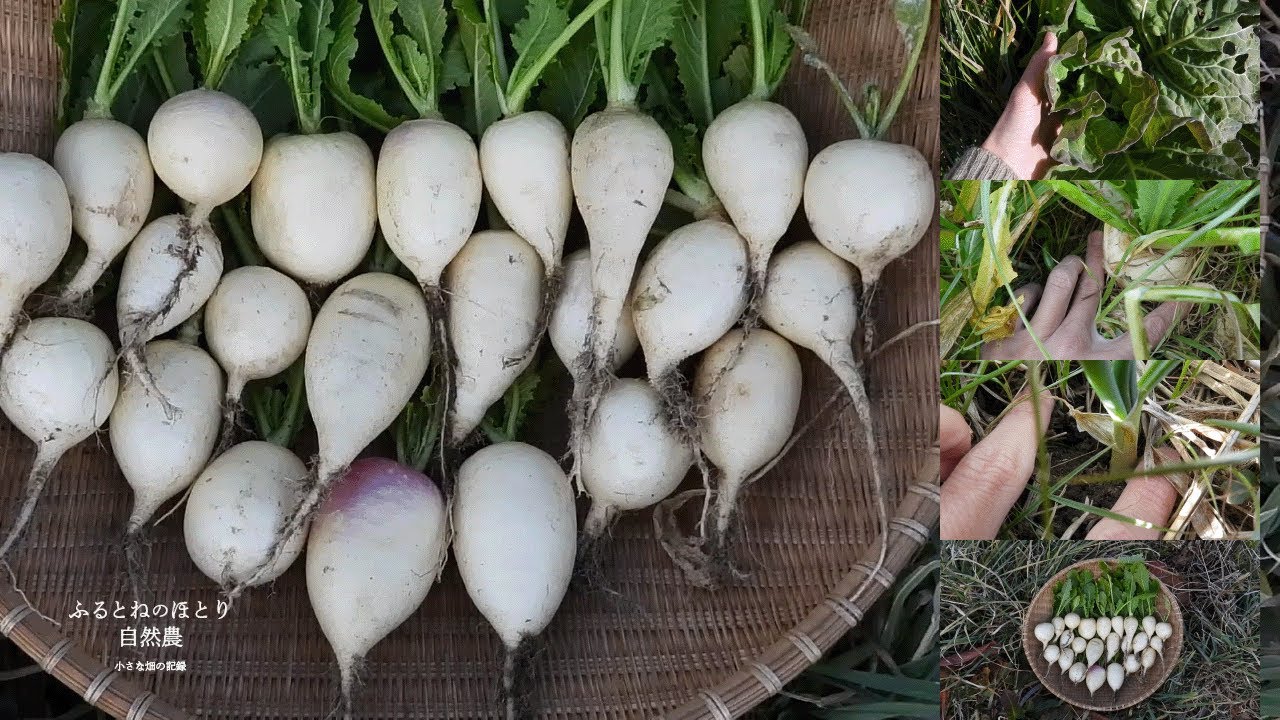 自然農5年目の畑「秋冬野菜」の生育〜来年からの「種蒔き時期」と「畝選び」《自然農の実り》26年1月11日