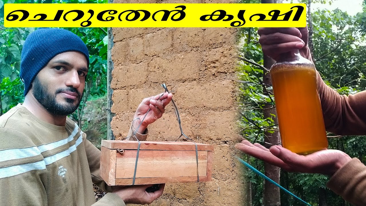 ചെറുതേൻ കൃഷി | Stingless Bee Farming Malayalam |